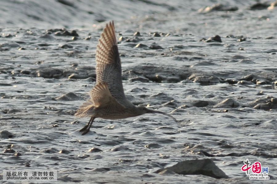 胶州湾,入海口,候鸟,餐厅,越冬鸟类,湿地,争食