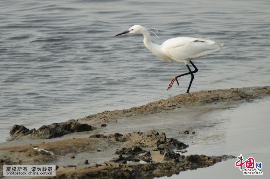 胶州湾,入海口,候鸟,餐厅,越冬鸟类,湿地,争食