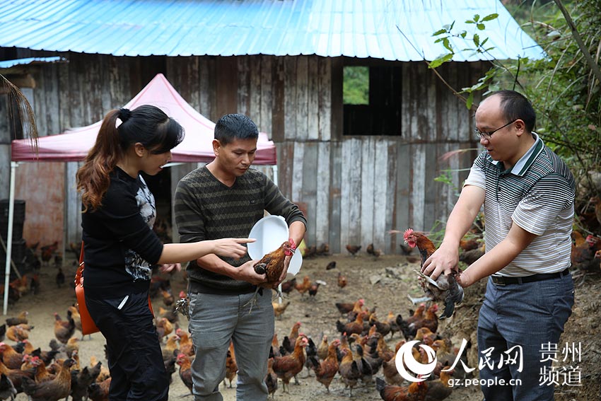 剑河县扶持农户养鸡实现致富。(杨家孟 摄)