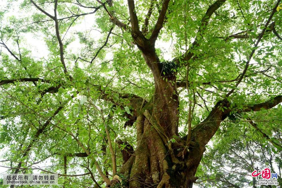广西来宾发现千年古榕树_中国发展门户网-国家