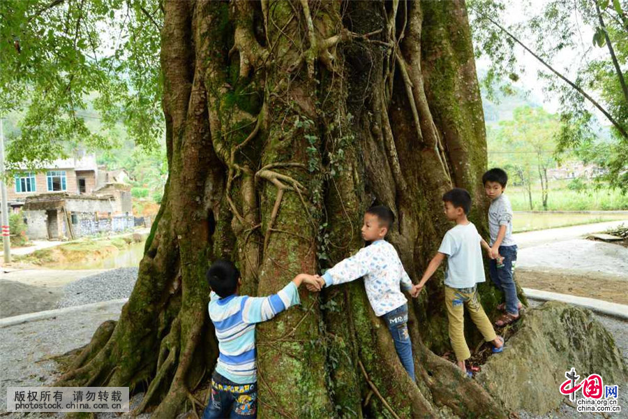 广西来宾发现千年古榕树_中国发展门户网-国家