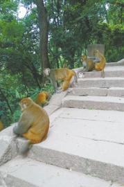 泸山上的猴群。