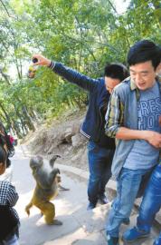 猴子抢夺游客手中的饮料。