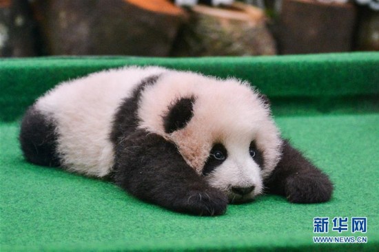 （国际）（1）中国旅马大熊猫宝宝今起亮相
