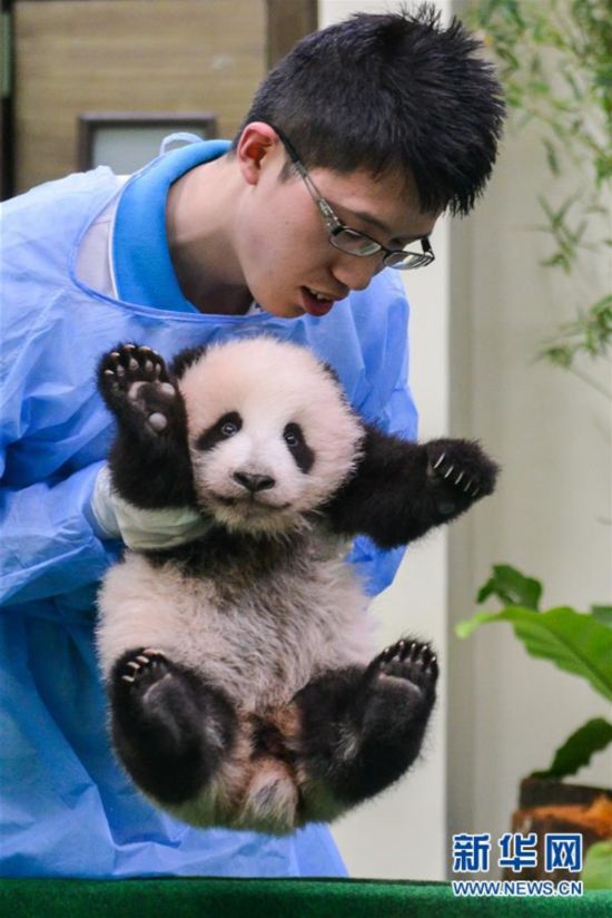 （国际）（3）中国旅马大熊猫宝宝今起亮相