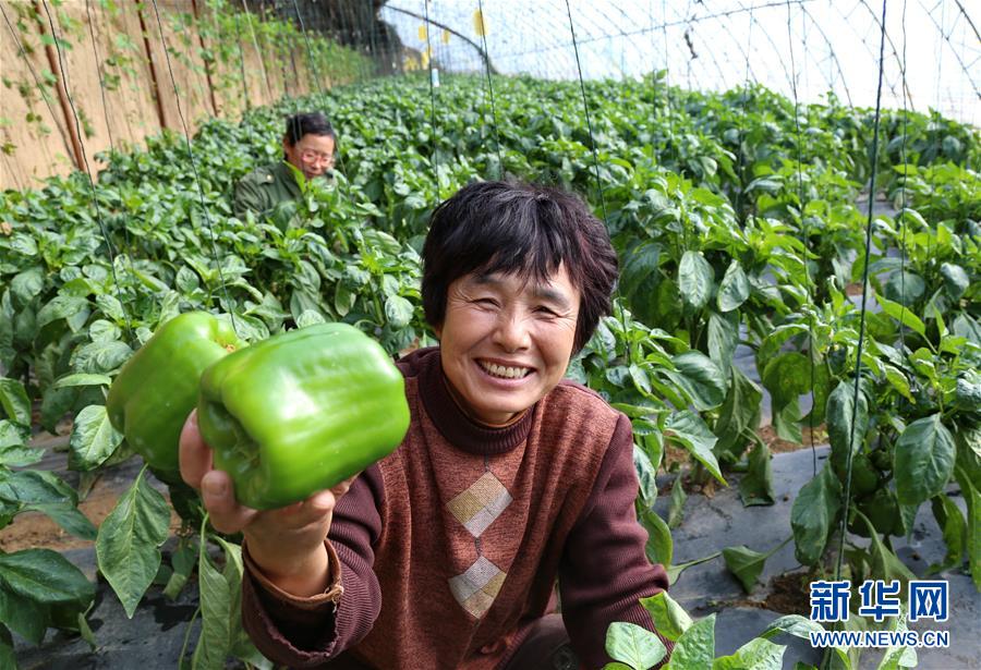 （经济）（2）河北宣化精准扶贫助推1.4万人“摘穷帽”