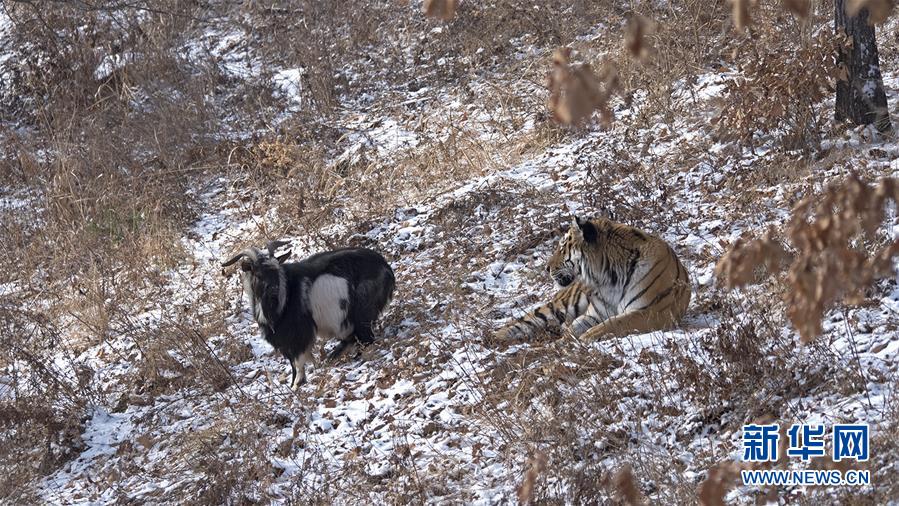 （国际）（2）俄罗斯一动物园老虎和山羊做“朋友”
