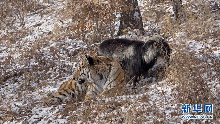 （国际）（3）俄罗斯一动物园老虎和山羊做“朋友”