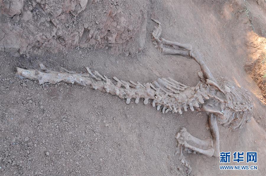 （文化）（1）云南发现1.8亿年前恐龙化石