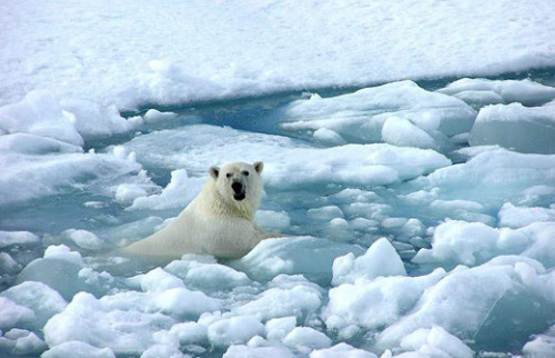 北极今年平均气温升1.3摄氏度创百年来最高纪录