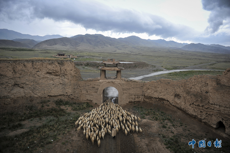 2015年6月20日，甘肃景泰，牧民赶着羊群穿过永泰古城南门。 中国日报亚洲新闻图片网 刘宝成 摄影