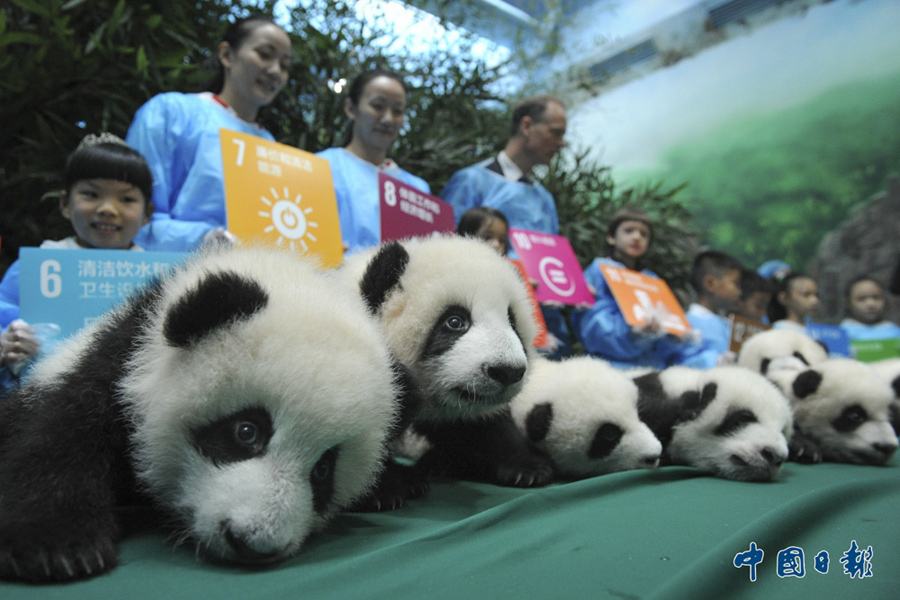 2015年10月24日，四川成都大熊猫繁育研究基地，当年出生的大熊猫幼崽集体与大众见面。该基地2015年共繁育8胎15仔，其中成都大熊猫连续顺利诞生6对双胞胎，双胞胎繁育率高达100%，创造了大熊猫繁育史最高纪录。 中国日报亚洲新闻图片网 何海洋 摄影