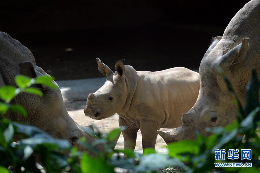（国际）（1）新加坡野生动物保育集团2015年迎来超过700头动物小宝宝