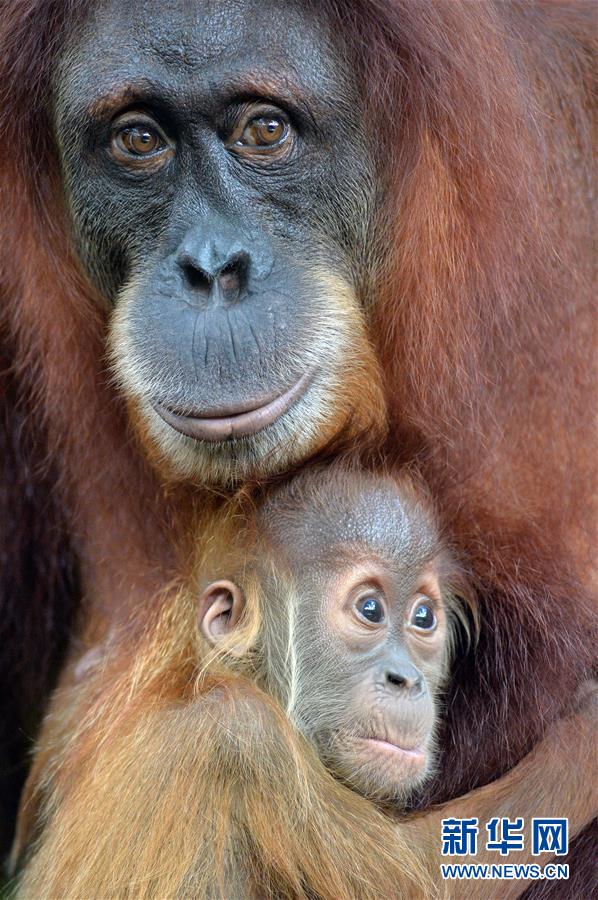 （国际）（2）新加坡野生动物保育集团2015年迎来超过700头动物小宝宝