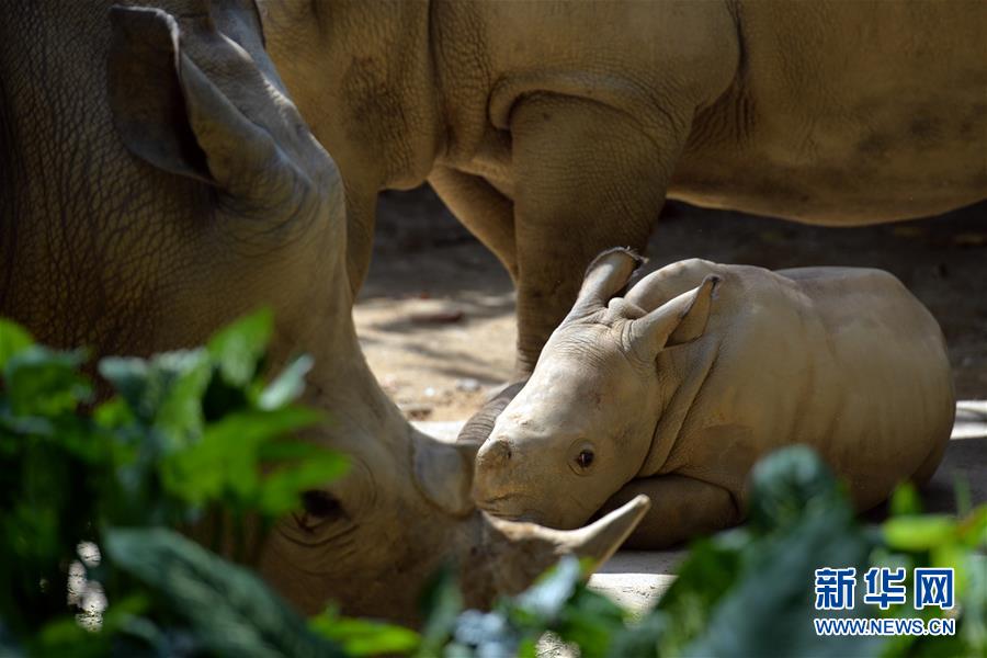 （国际）（3）新加坡野生动物保育集团2015年迎来超过700头动物小宝宝