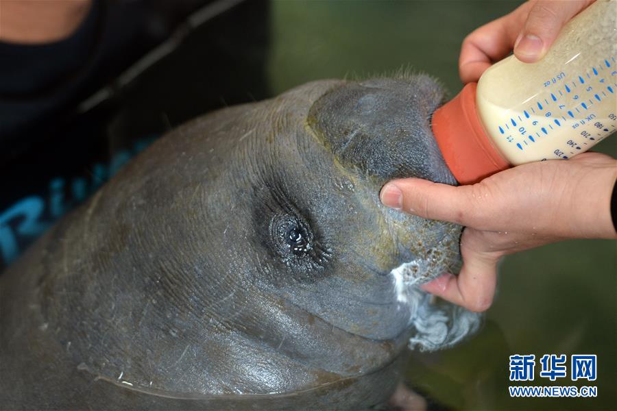 （国际）（4）新加坡野生动物保育集团2015年迎来超过700头动物小宝宝