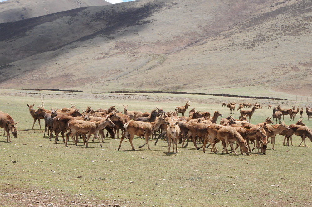 长毛岭保护区内成群的藏马鹿。 长毛岭保护区内成群的藏马鹿。