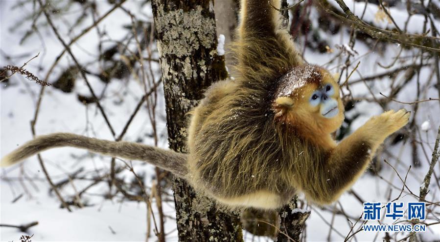 （生态）（3）神农架野生金丝猴雪趣