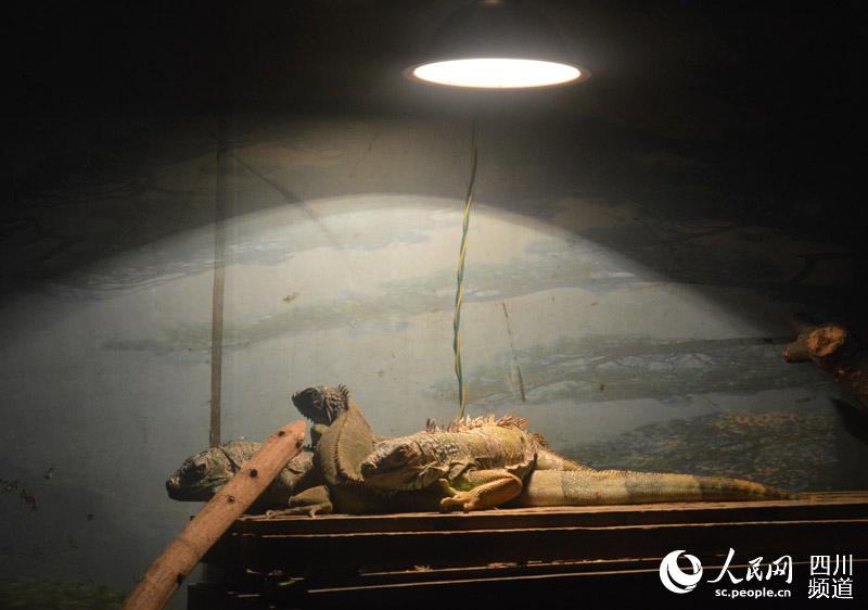 图为三只绿鬣蜥在灯光下取暖。王波 摄
