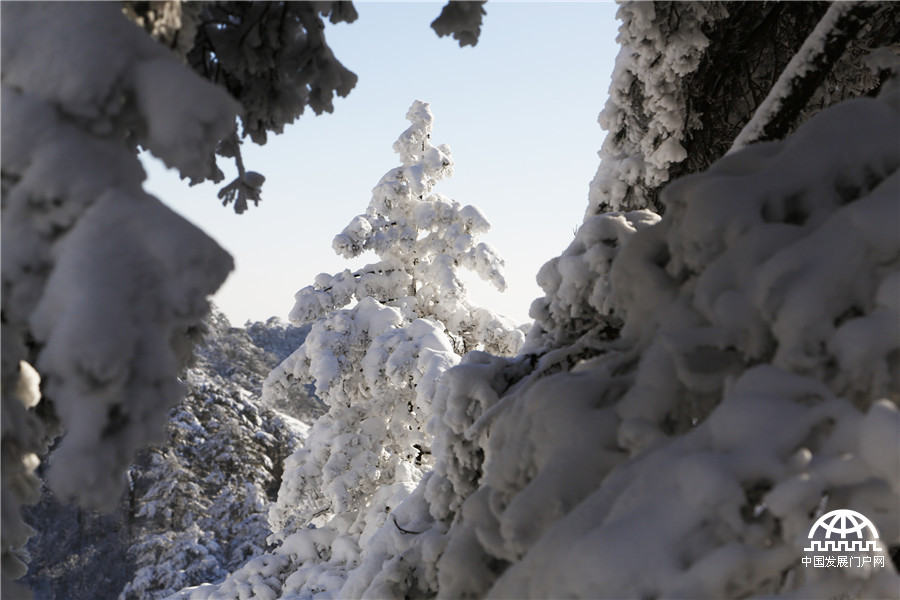 暖阳白雪 黄山冬雪美景让游客大开眼界【组图】