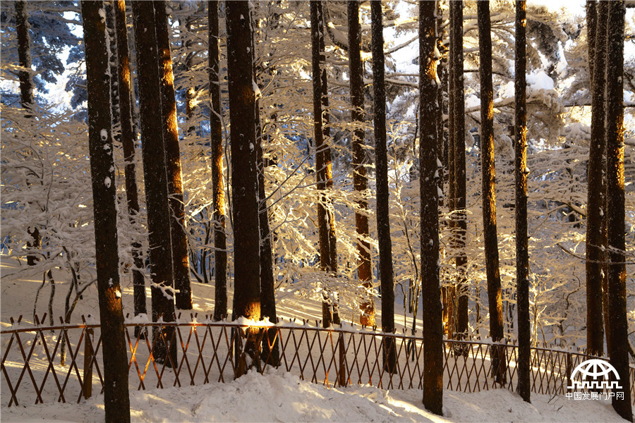 暖阳白雪 黄山冬雪美景让游客大开眼界【组图】