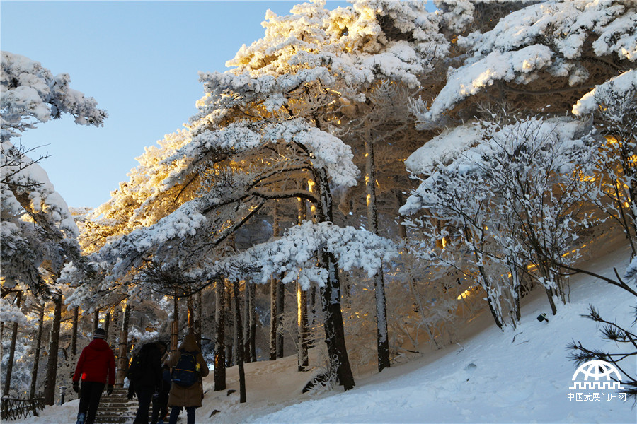 暖阳白雪 黄山冬雪美景让游客大开眼界【组图】