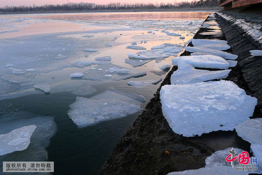 2016年1月26日清晨，受气温回升影响，青岛唐岛湾出现罕见大面积“冰排”景观。中国网图片库 寒泊摄