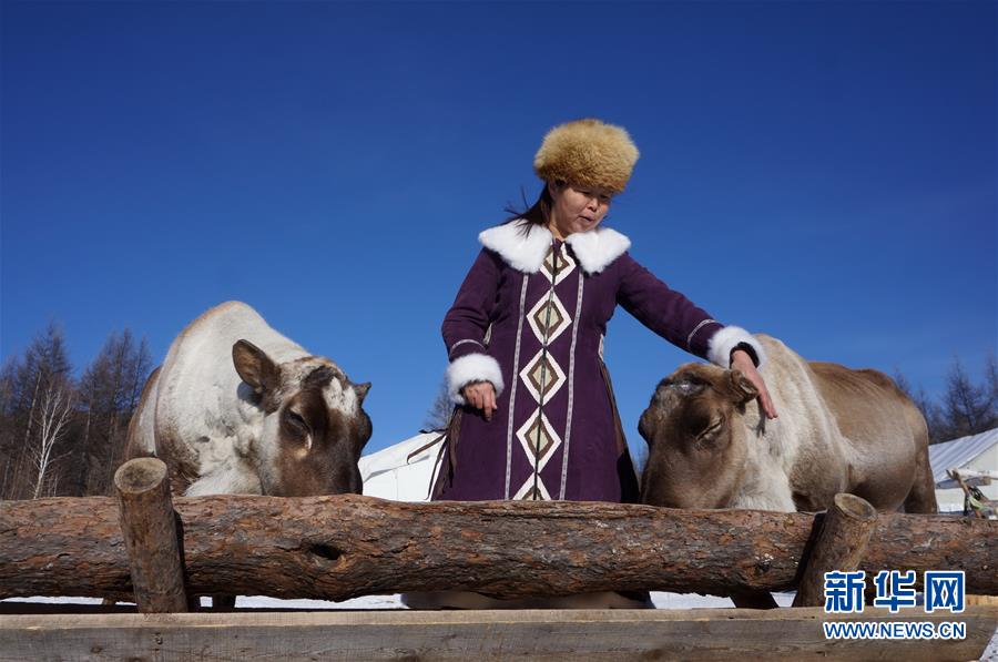 （图文互动）（1）探访中国最后的狩猎部落：淡定驯鹿不畏寒
