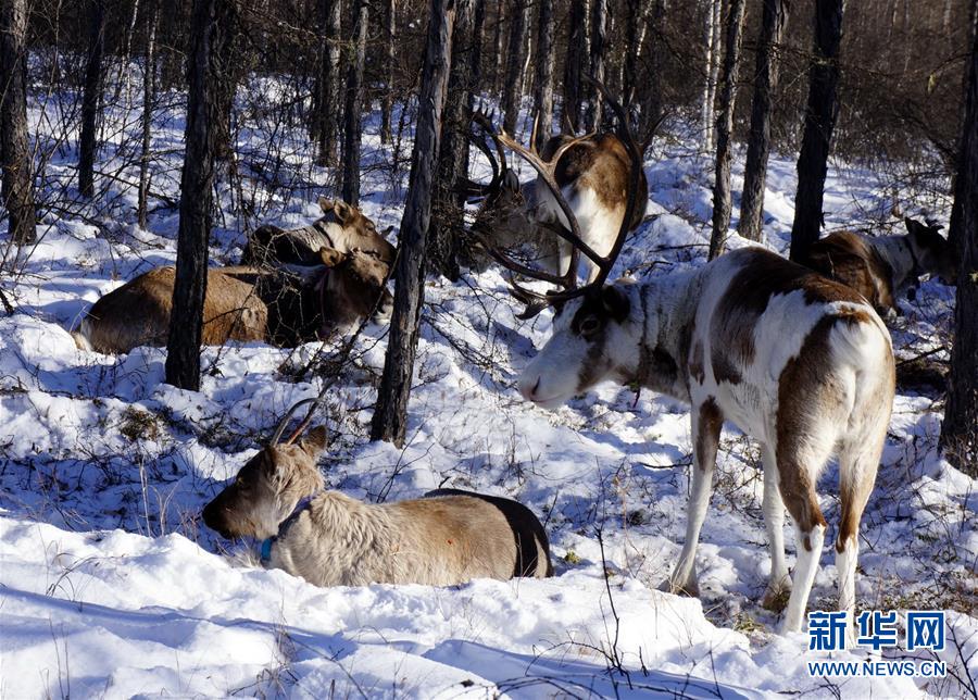 (图文互动)(2)探访中国最后的狩猎部落:淡定驯鹿不畏寒