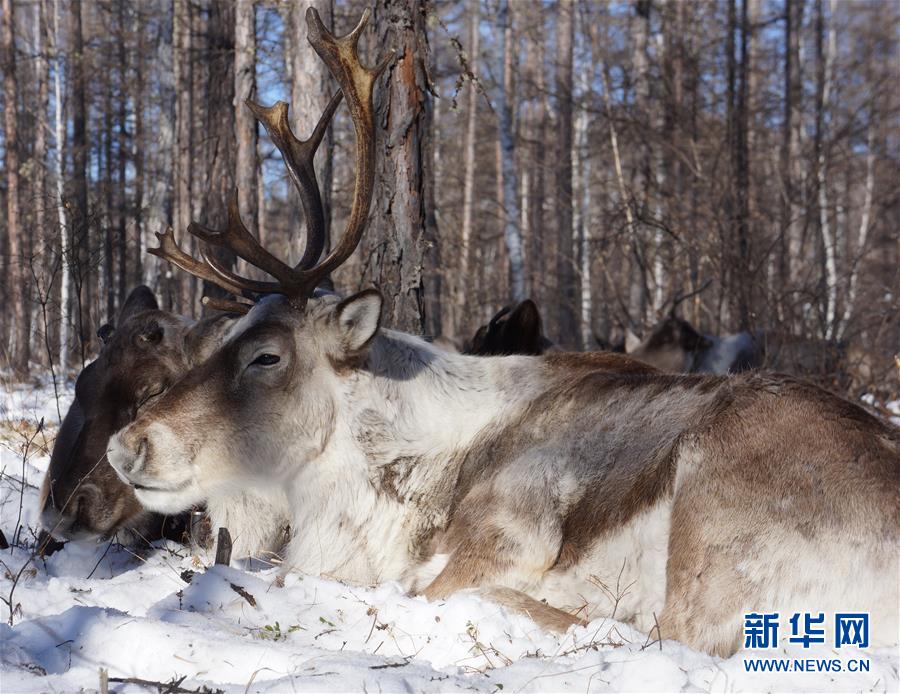 (图文互动)(3)探访中国最后的狩猎部落:淡定驯鹿不畏寒