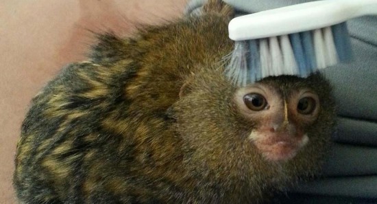 香港展出世界最小猴子 没有手掌大
