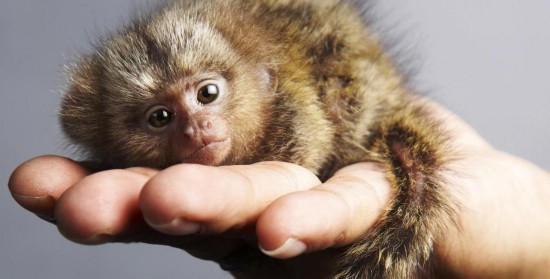 香港展出世界最小猴子 没有手掌大