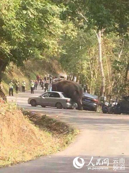 云南西双版纳：发情野象争夺配偶失败 走上国道玩坏15辆汽车(图)