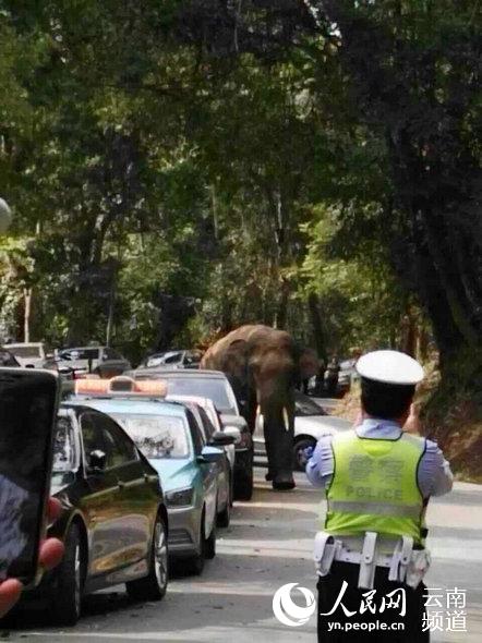 云南西双版纳：发情野象争夺配偶失败 走上国道玩坏15辆汽车(图)【2】