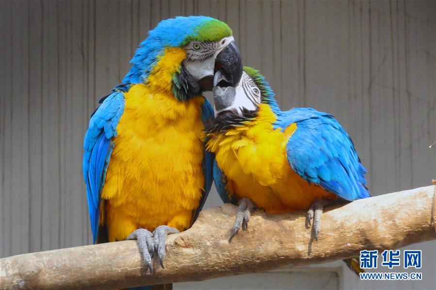 #(晚報)(1)鸚鵡的浪漫情人節