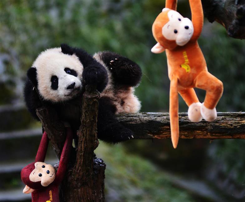 太可爱了！大熊猫宝宝集体“卖萌”【2】