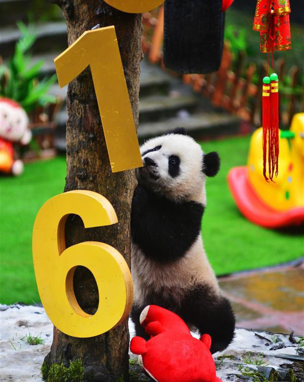 太可爱了！大熊猫宝宝集体“卖萌”【7】