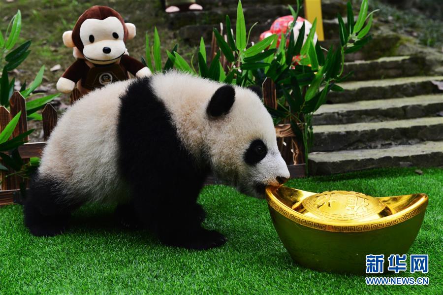 太可爱了！大熊猫宝宝集体“卖萌”【9】