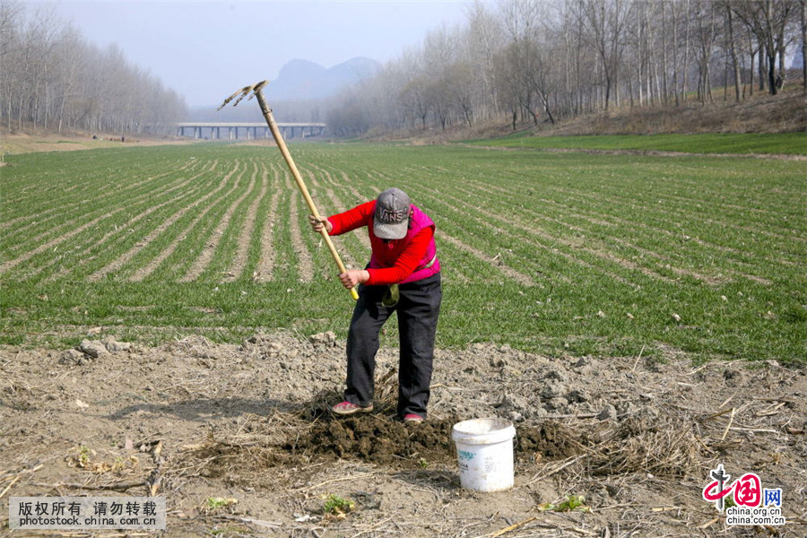 安徽宿州:萧县徐里段运粮河常年干枯 河床变农