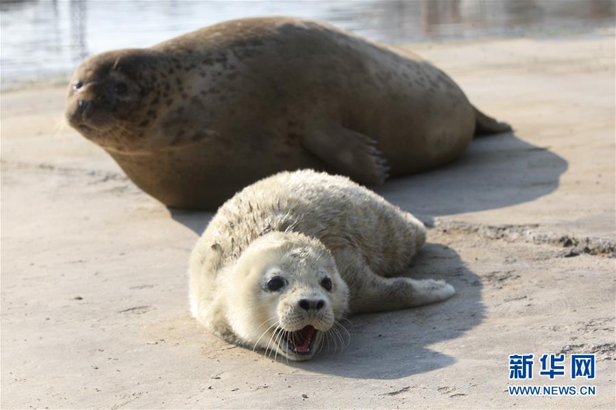 #（生态）（1）山东烟台斑海豹产下小宝宝