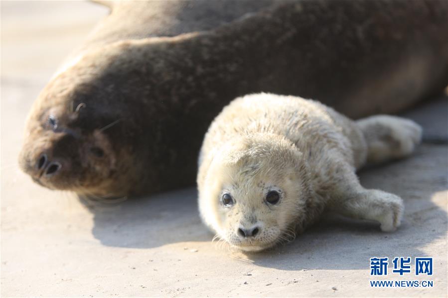 #（生态）（2）山东烟台斑海豹产下小宝宝
