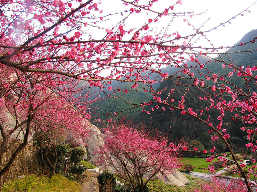 黄山：红梅花开报春来