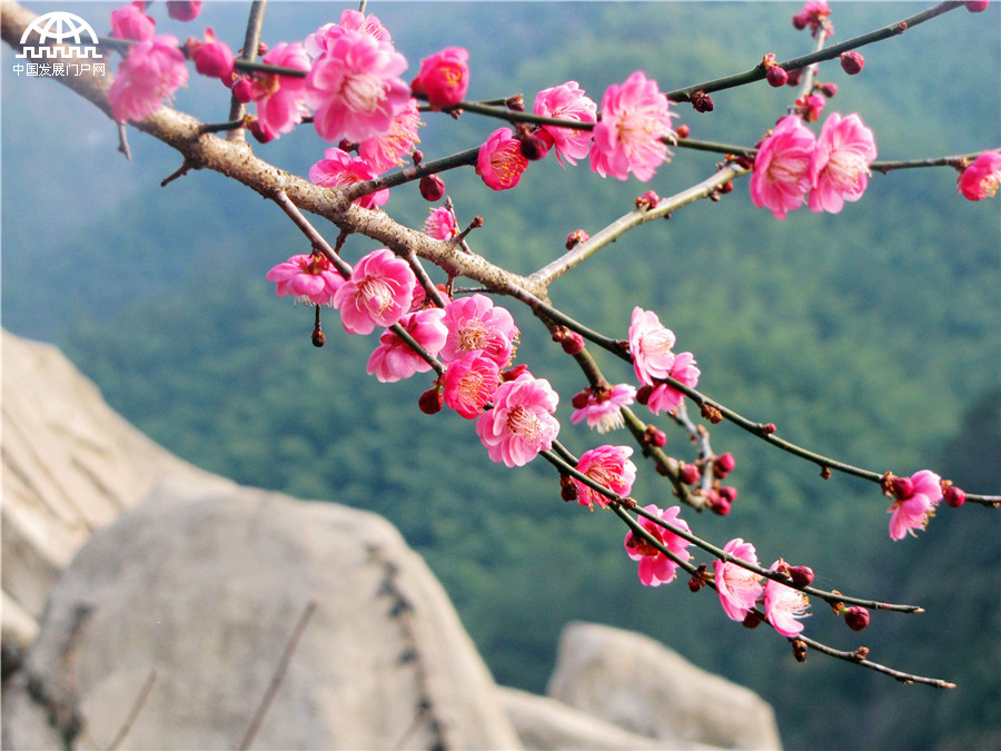 黄山：红梅花开报春来