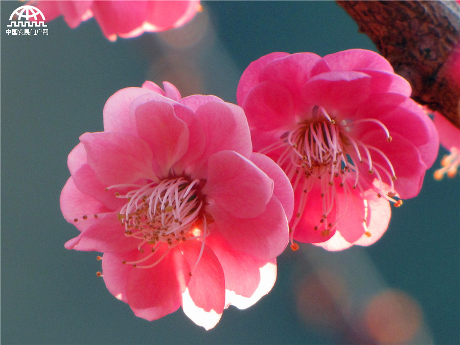 黄山：红梅花开报春来