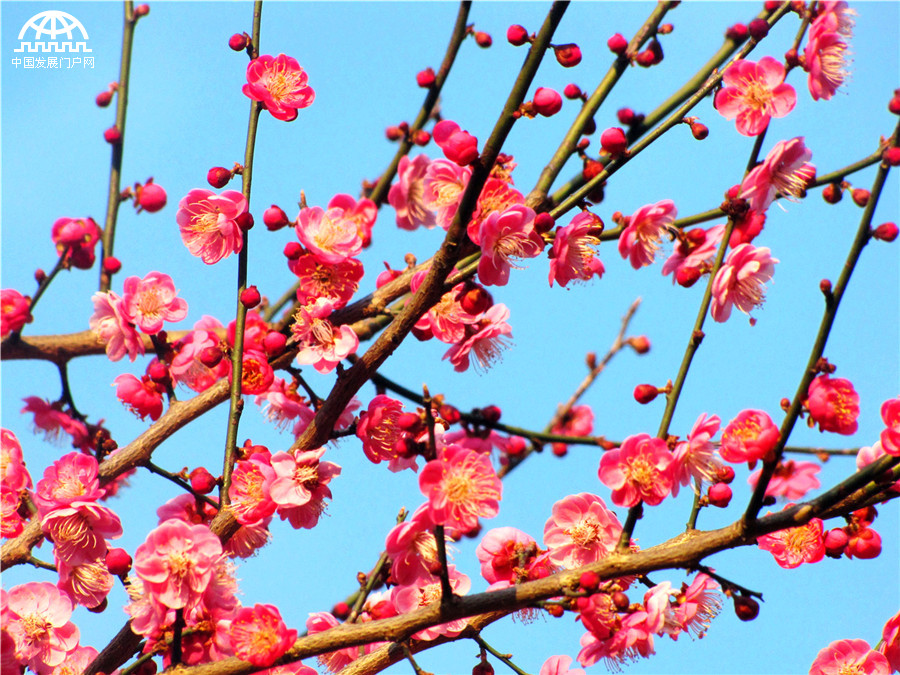 黄山：红梅花开报春来