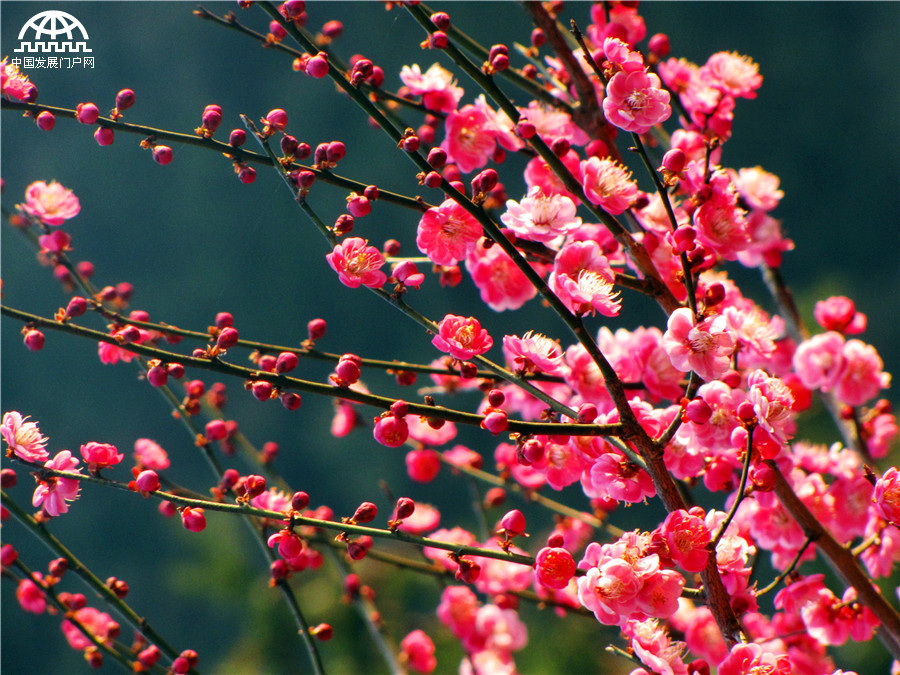黄山：红梅花开报春来