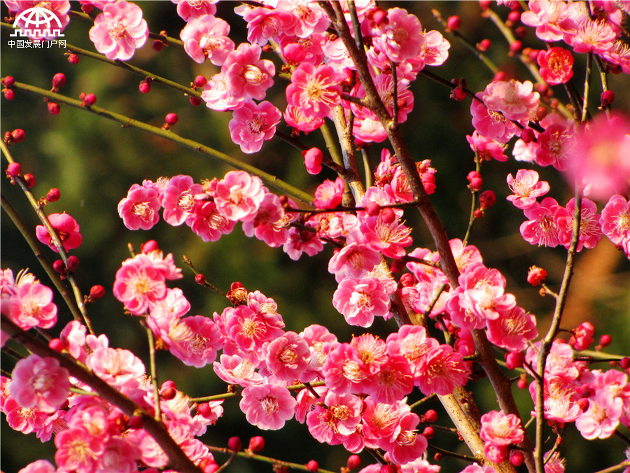 黄山：红梅花开报春来