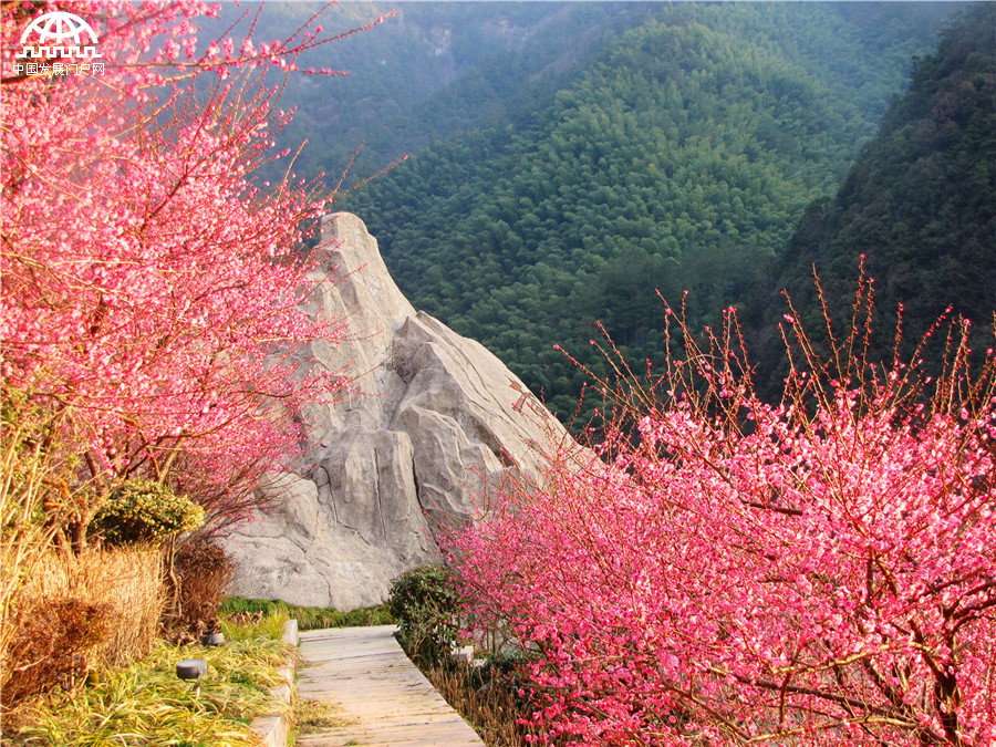 黄山：红梅花开报春来