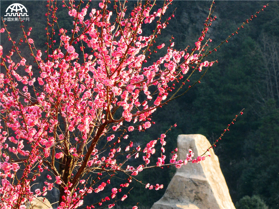 黄山：红梅花开报春来