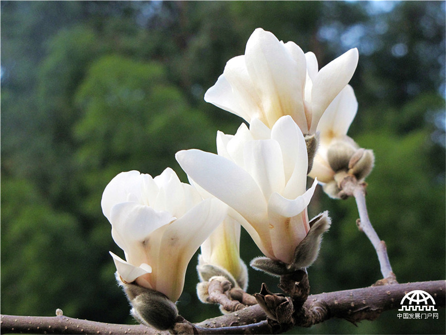 望春玉兰花，黄山早春一道风景线